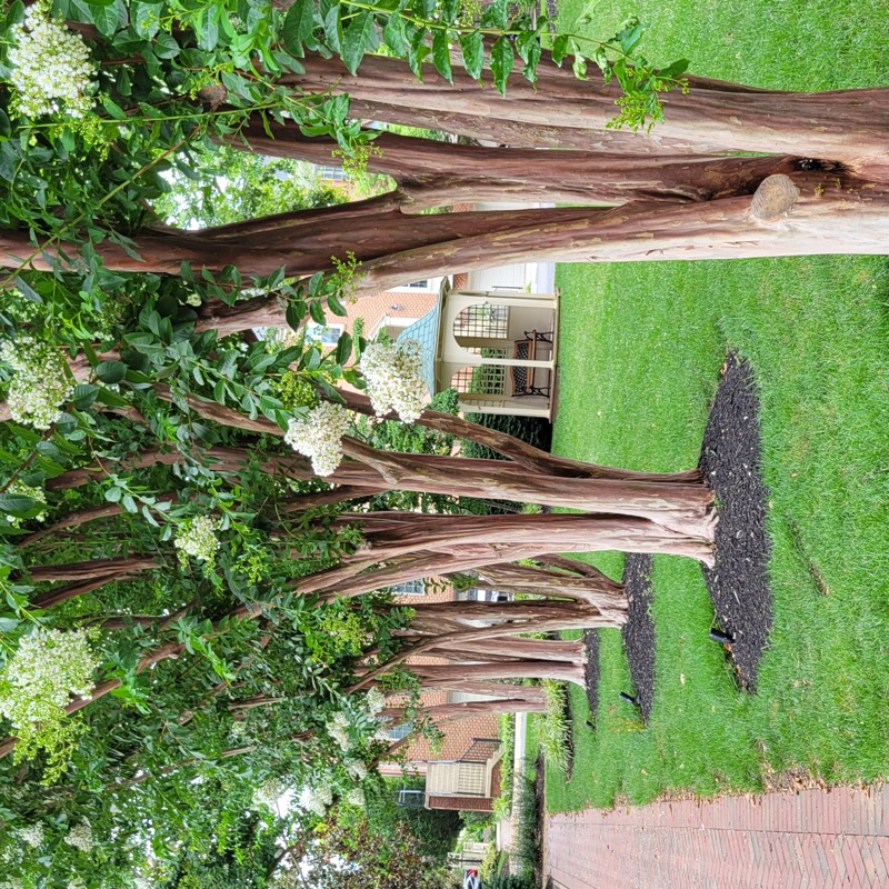 Chancery Square community